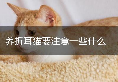 养折耳猫要注意一些什么
