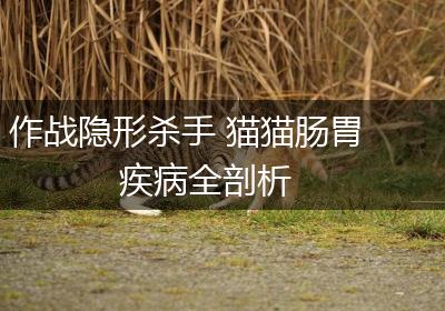 作战隐形杀手 猫猫肠胃疾病全剖析