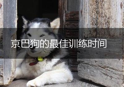 京巴狗的最佳训练时间