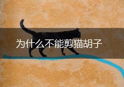 为什么不能剪猫胡子