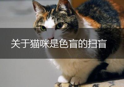 关于猫咪是色盲的扫盲