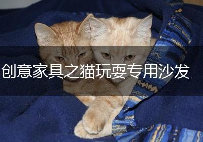创意家具之猫玩耍专用沙发