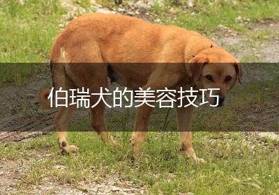 伯瑞犬的美容技巧