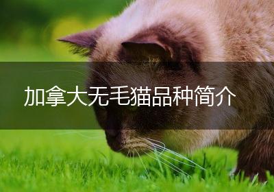 加拿大无毛猫品种简介