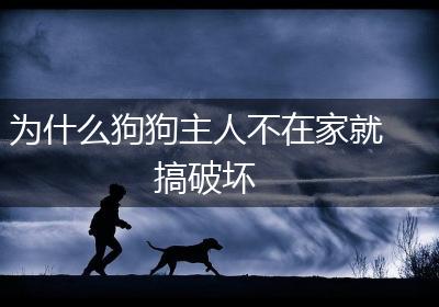 为什么狗狗主人不在家就搞破坏