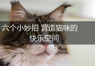 六个小妙招 营造猫咪的快乐空间