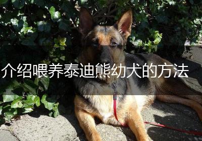 介绍喂养泰迪熊幼犬的方法