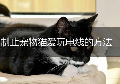 制止宠物猫爱玩电线的方法