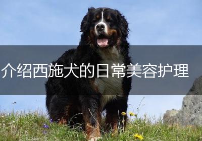 介绍西施犬的日常美容护理