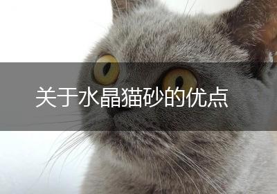 关于水晶猫砂的优点