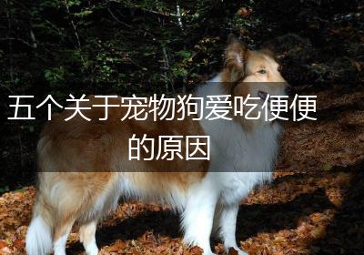 五个关于宠物狗爱吃便便的原因