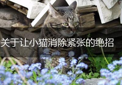 关于让小猫消除紧张的绝招