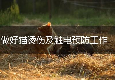 做好猫烫伤及触电预防工作