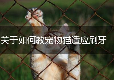 关于如何教宠物猫适应刷牙