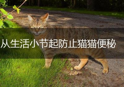 从生活小节起防止猫猫便秘