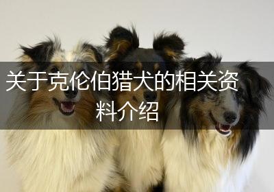 关于克伦伯猎犬的相关资料介绍
