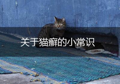 关于猫癣的小常识