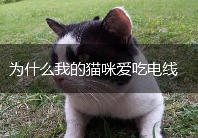 为什么我的猫咪爱吃电线