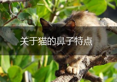 关于猫的鼻子特点