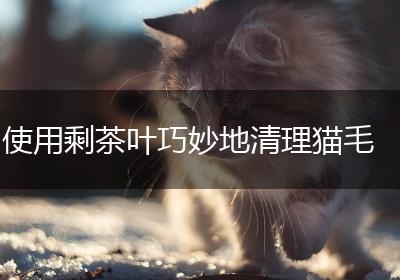 使用剩茶叶巧妙地清理猫毛