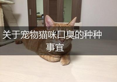 关于宠物猫咪口臭的种种事宜