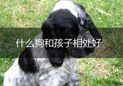 什么狗和孩子相处好