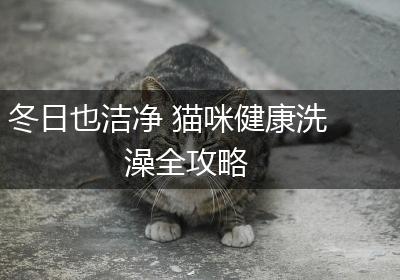 冬日也洁净 猫咪健康洗澡全攻略