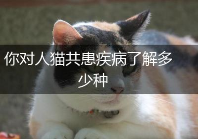 你对人猫共患疾病了解多少种