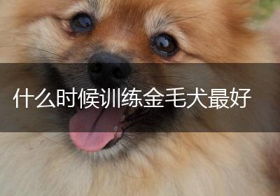 什么时候训练金毛犬最好