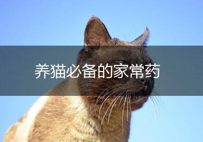 养猫必备的家常药