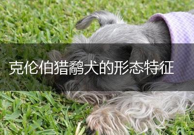 克伦伯猎鹬犬的形态特征