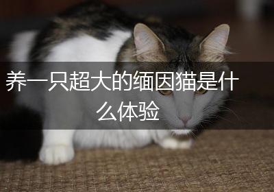 养一只超大的缅因猫是什么体验