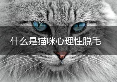 什么是猫咪心理性脱毛