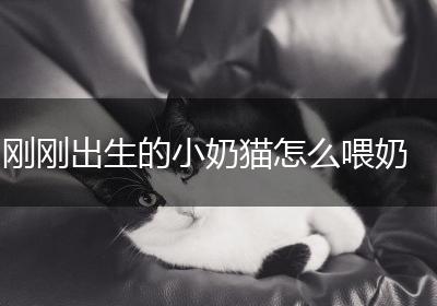刚刚出生的小奶猫怎么喂奶