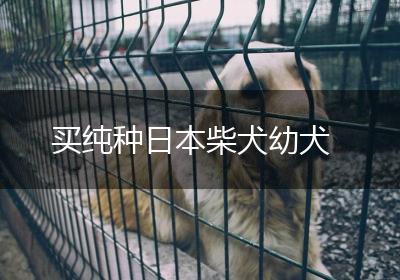 买纯种日本柴犬幼犬