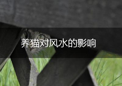 养猫对风水的影响