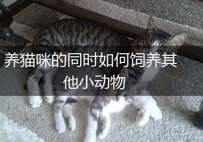 养猫咪的同时如何饲养其他小动物