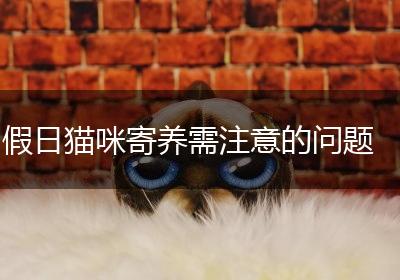 假日猫咪寄养需注意的问题