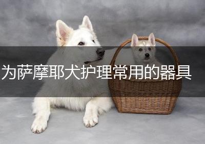 为萨摩耶犬护理常用的器具