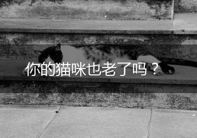 你的猫咪也老了吗？