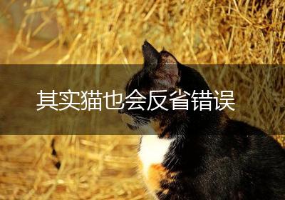 其实猫也会反省错误