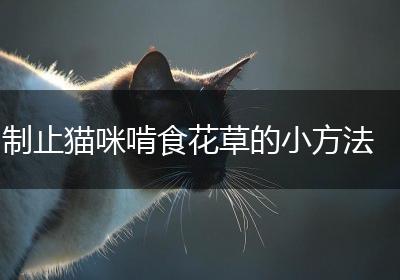 制止猫咪啃食花草的小方法