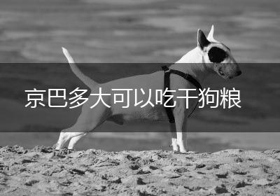 京巴多大可以吃干狗粮