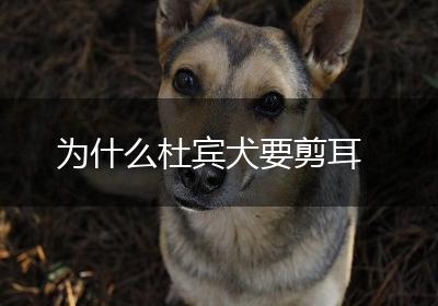 为什么杜宾犬要剪耳