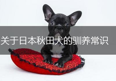关于日本秋田犬的驯养常识