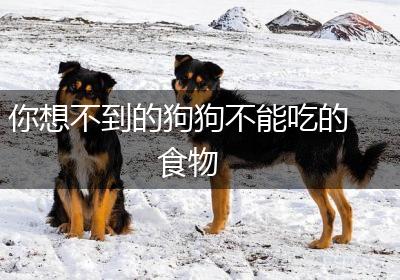 你想不到的狗狗不能吃的食物