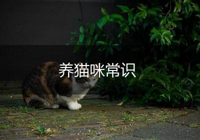 养猫咪常识