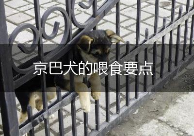 京巴犬的喂食要点
