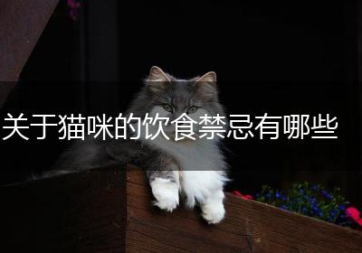关于猫咪的饮食禁忌有哪些