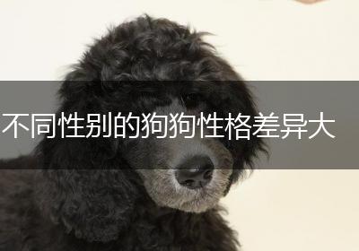 不同性别的狗狗性格差异大